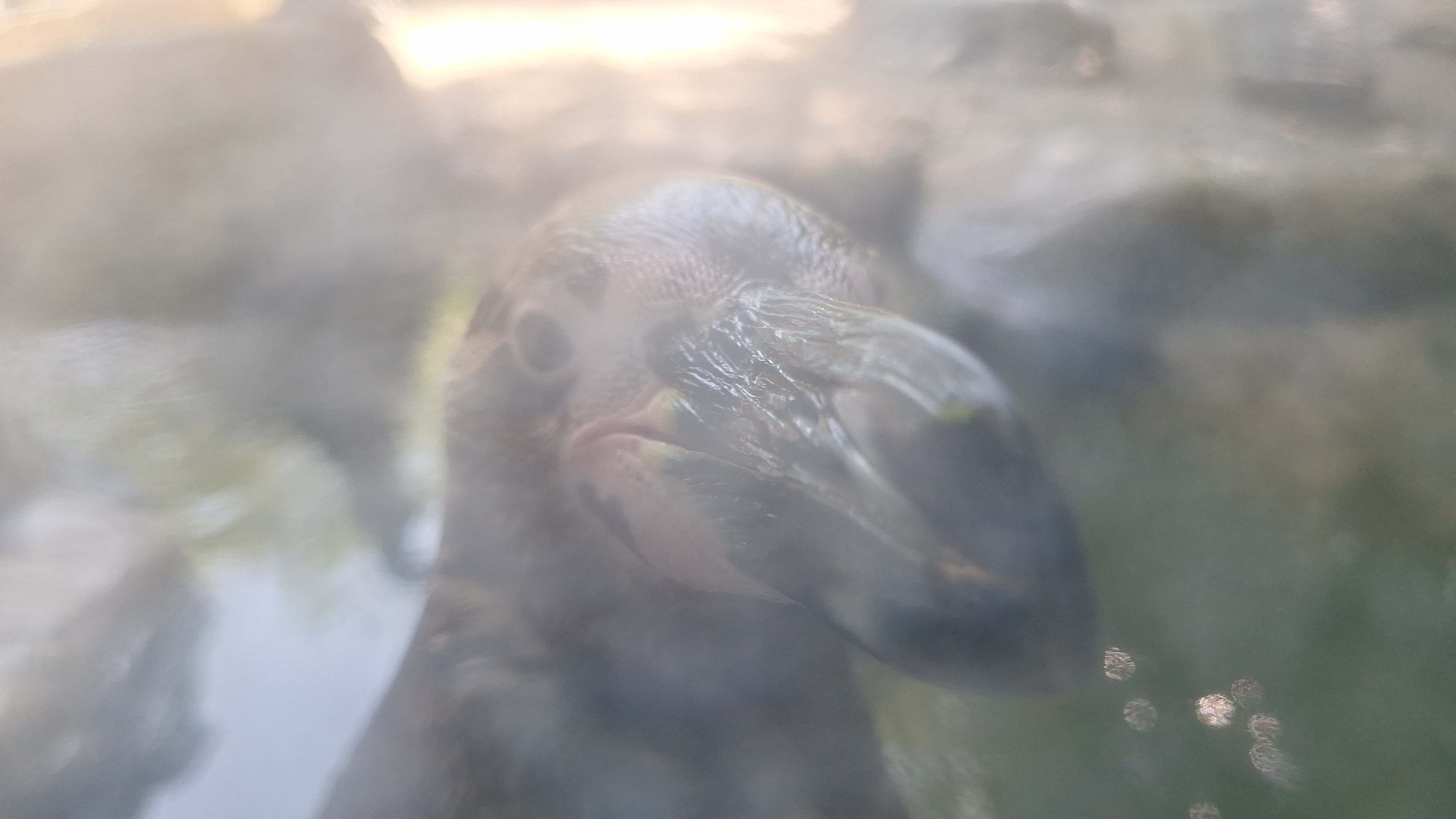 Yakın Çekim Bir Humboldt Pengueni