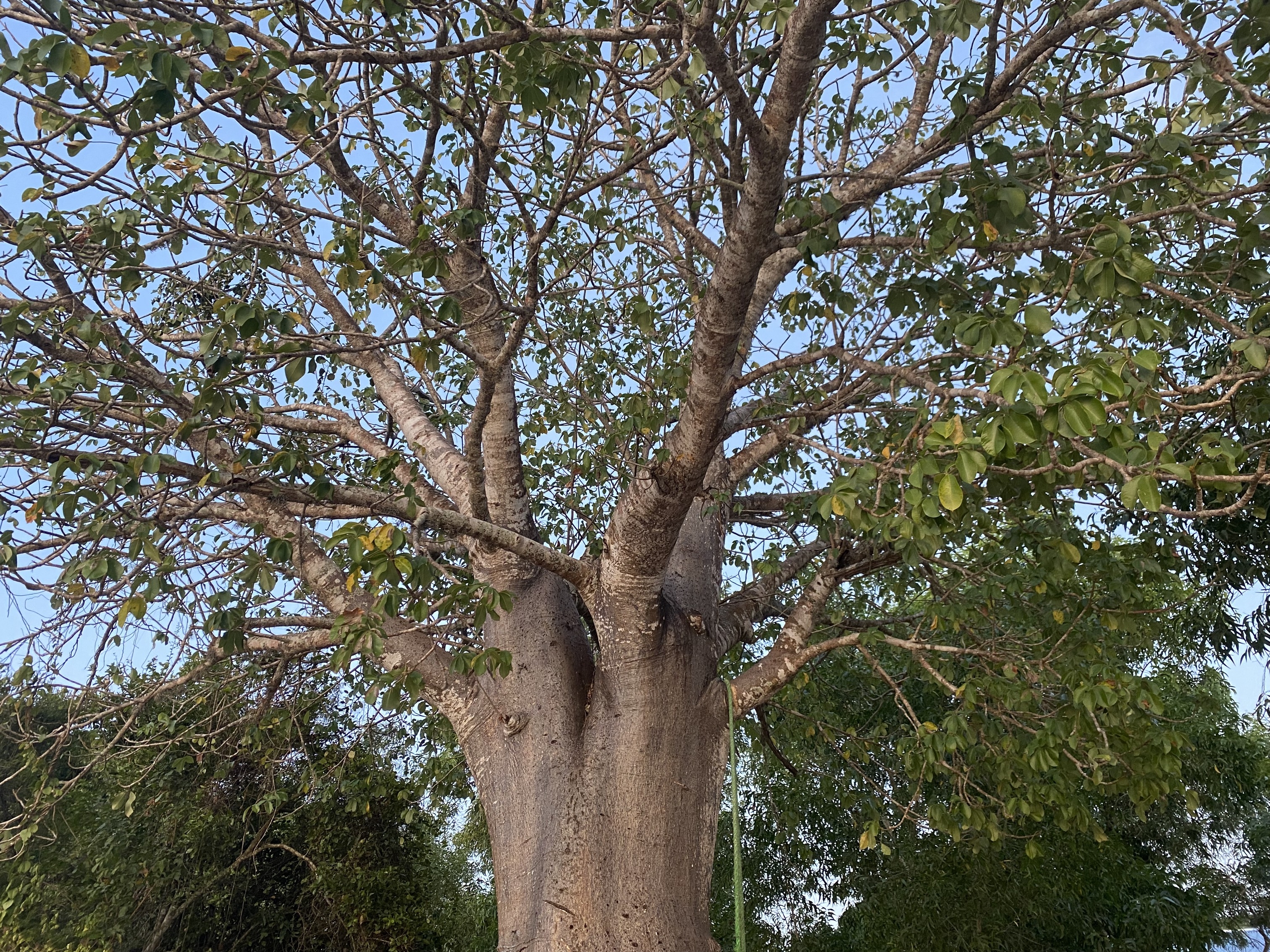Baobab Ağacı.jpg