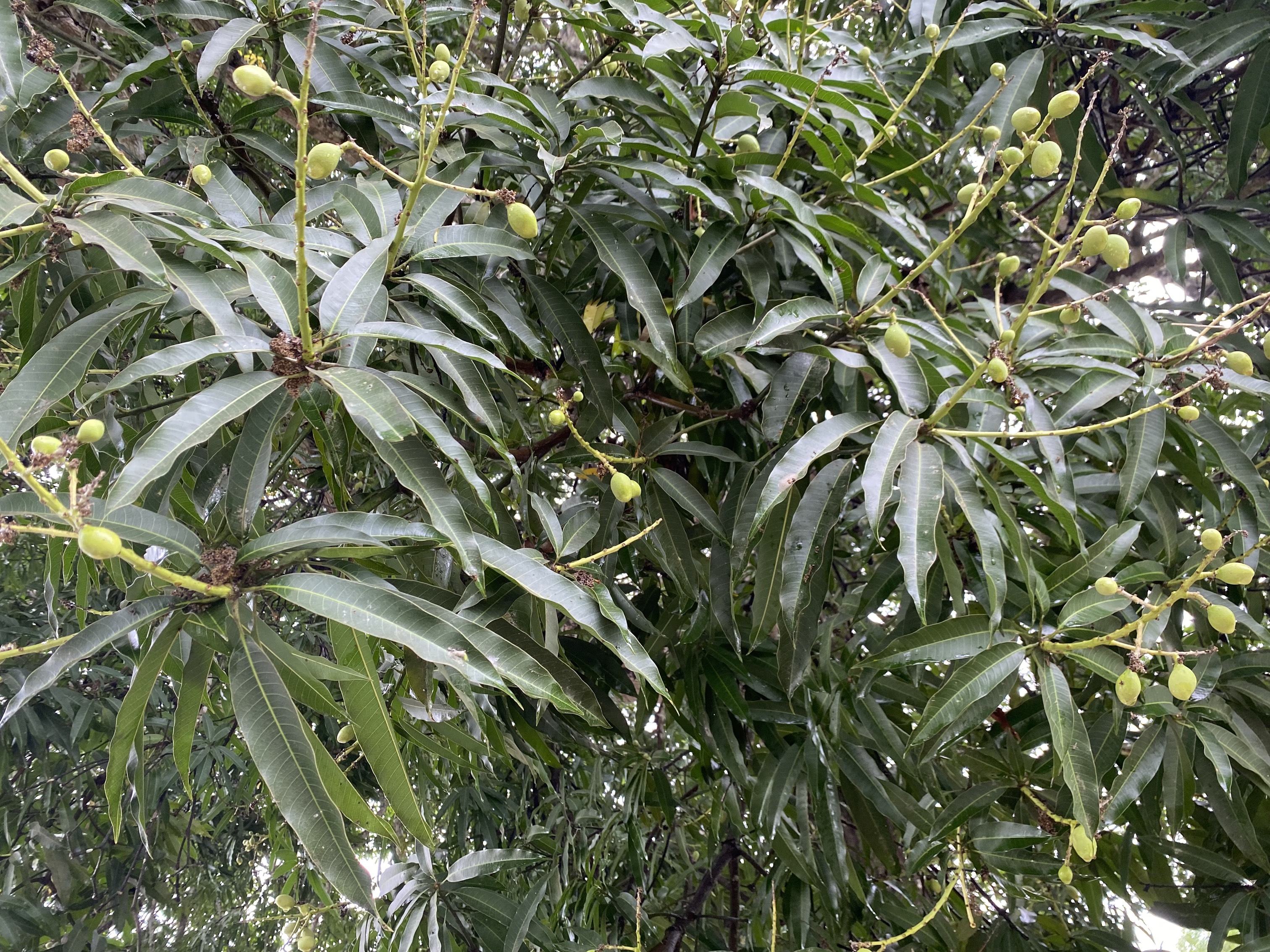 Mango Ağacı.jpg