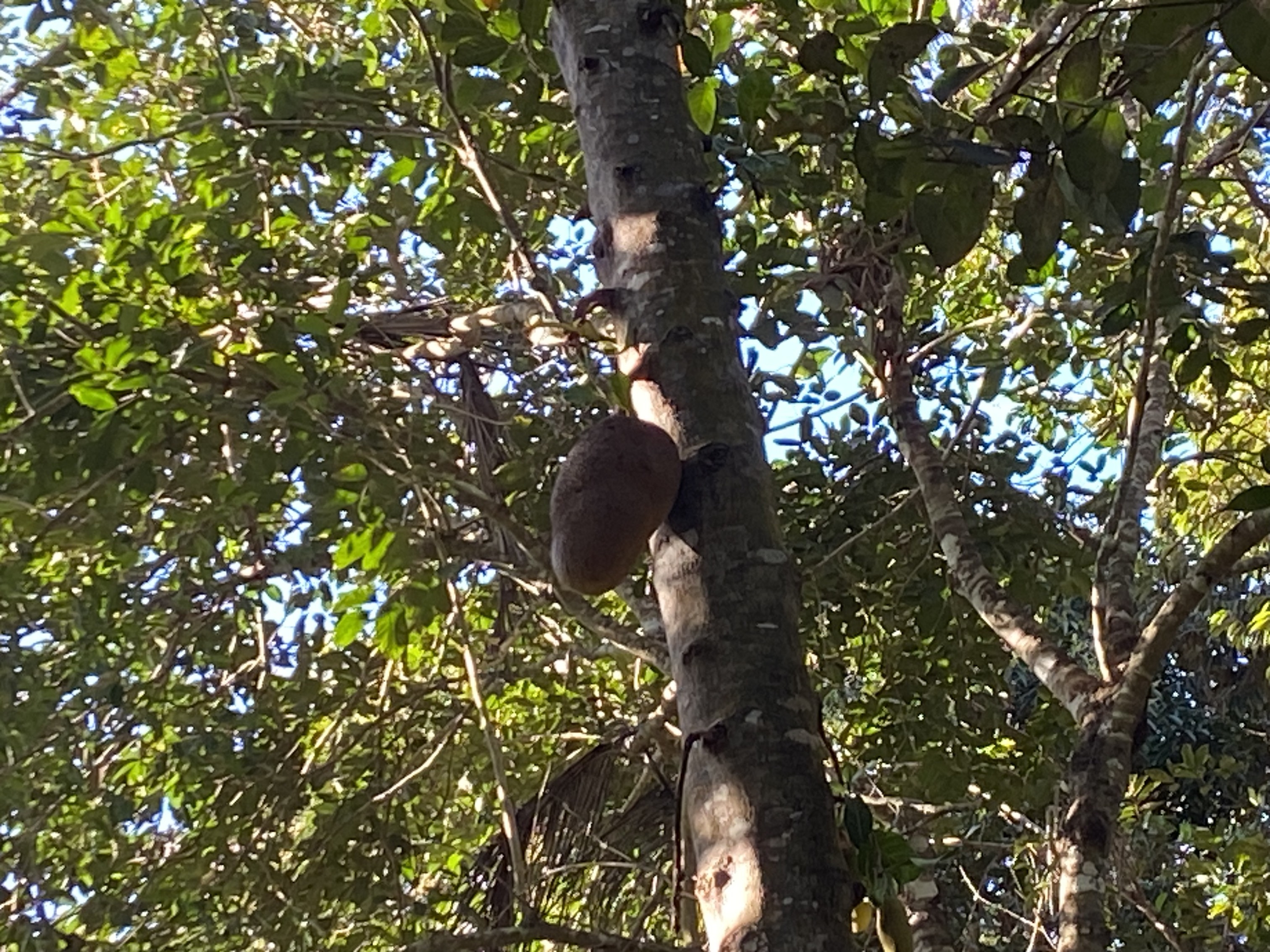Ağaçtaki Jackfruit.jpg