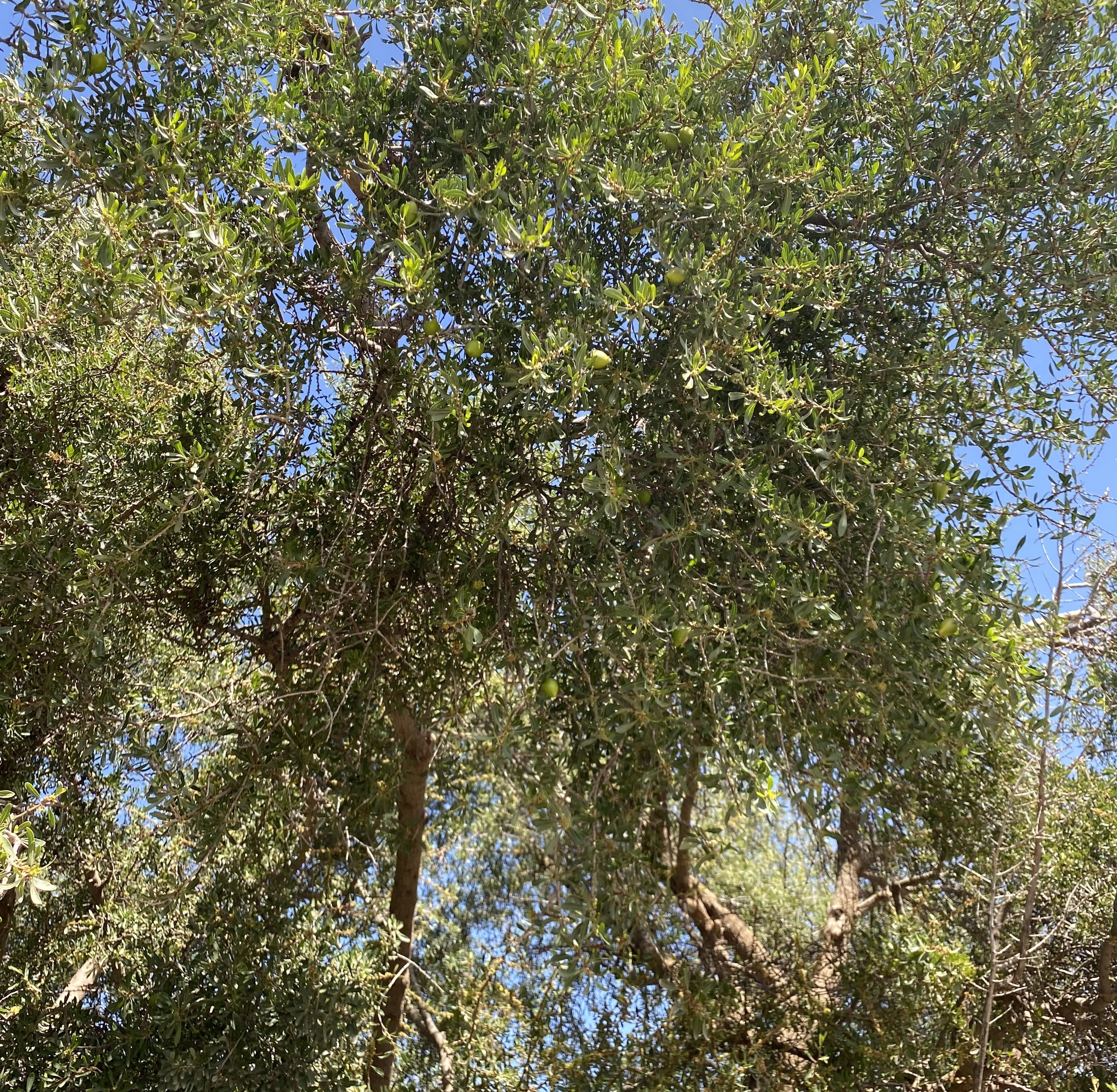 Argan Ağacı